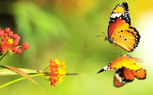 hd-butterfly-with-orange-butterflies-wallpapers-backgrounds